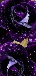 Purple rose wallpaper with raindrops on petals.