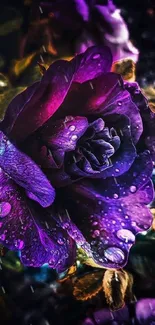 Vibrant purple rose with water droplets, set as mobile wallpaper.