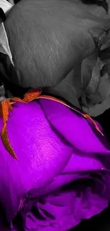 Vibrant purple rose with black backdrop for phone wallpaper.