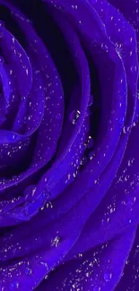 Close-up image of a vibrant purple rose with water droplets.