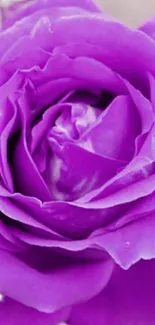 Close-up of a vibrant purple rose with sparkles on a mobile wallpaper.