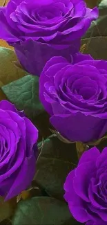 Mobile wallpaper featuring elegant purple roses with green leaves.