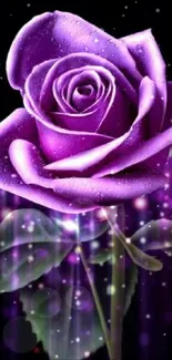 Vibrant purple rose with dew drops on a dark background, perfect for mobile wallpaper.