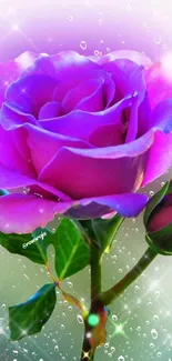 Vibrant purple rose with sparkling background