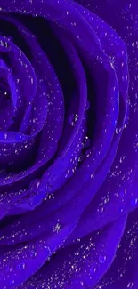 Close-up of a vibrant purple rose with dew droplets.