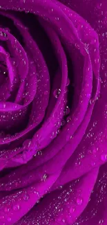 Close-up of a vibrant purple rose with dewdrops, perfect for mobile wallpaper.