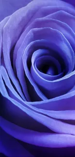 Close-up of a vibrant purple rose with intricate petal patterns.