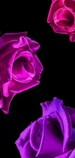 Vibrant purple roses on black background wallpaper.