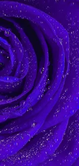 Close-up of vibrant purple rose petals with dewdrops.