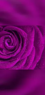 Vibrant purple rose with dew drops, perfect for phone wallpaper.