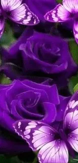 Vibrant purple roses with butterflies in lush green setting.