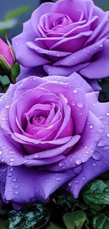 Vibrant purple roses with dewdrops against a lush green backdrop.