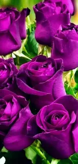 Vibrant purple roses in a lush green background wallpaper