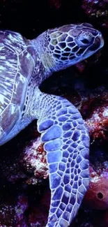 Purple sea turtle with vibrant details on a marine background.