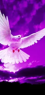 White dove soaring in a vibrant purple sky wallpaper.