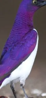 Vibrant purple starling with white underside.