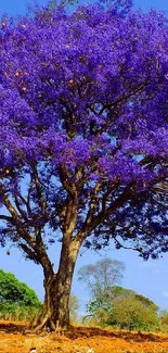 A vibrant purple tree in full bloom with a clear blue sky backdrop.