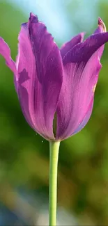 Close-up of a vibrant purple tulip with a blurred green background.