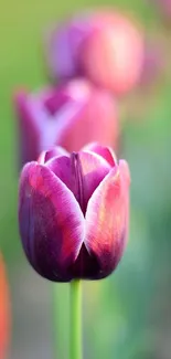 Close-up of a vibrant purple tulip with a blurred garden background.