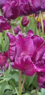 Vibrant purple tulips with raindrops and greenery in the background.