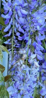 Purple wisteria flowers with green leaves on a vine.