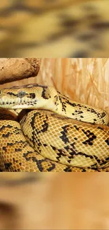 Close-up of a vibrant python coiled with detailed scale patterns.