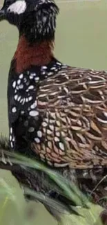 A stunning image of a quail showcasing its vibrant plumage.