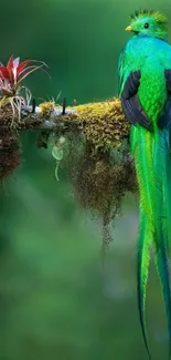 Vibrant green quetzal perched on a mossy branch in a lush green forest.