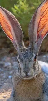 Rabbit with large ears in nature setting wallpaper.