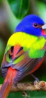 Vibrant rainbow-colored bird on a branch in nature.