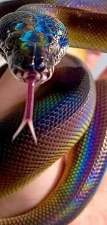 Close-up of a vibrant rainbow boa snake with iridescent scales.