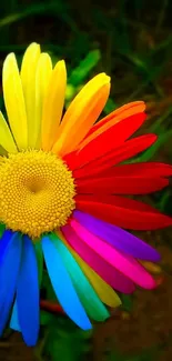 A vibrant daisy with rainbow-colored petals on a natural background.