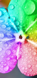 Vibrant rainbow flower with water droplets on petals.