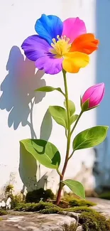 A vibrant rainbow flower with colorful petals against a white background.