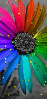 Vibrant rainbow-colored flower with grayscale background.