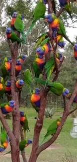 Colorful rainbow lorikeets perched on a tree in a lush forest setting.