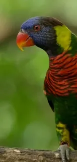 Vibrant rainbow parrot perched on a branch in lush greenery.