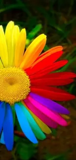 Vibrant daisy with rainbow-colored petals against a natural background.