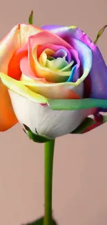 Vibrant rainbow-colored rose close-up.