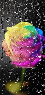 Colorful rainbow rose on a dark background.