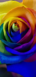 Colorful rainbow rose with vibrant petals on display.