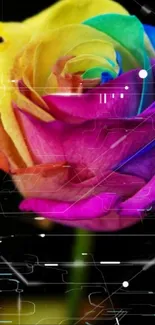 A vibrant rainbow-colored rose on a black background mobile wallpaper.