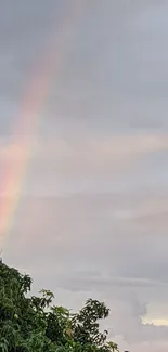 Rainbow in cloudy sky with tree in foreground.