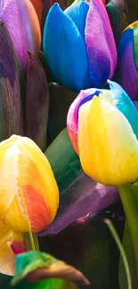 Vibrant rainbow-colored tulips in bloom, creating a lively mobile wallpaper.