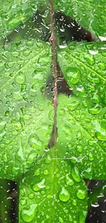 Green leaf covered in raindrops on wallpaper.