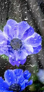 Vibrant blue flowers with raindrops on a glass surface.