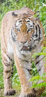 Tiger in the jungle rain mobile wallpaper with lush green backdrop