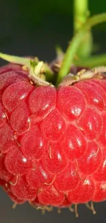 Close-up of vibrant red raspberry with green background.