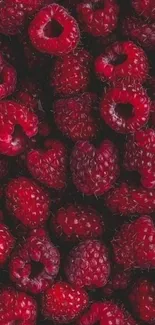 Close-up view of vibrant raspberries in rich dark red hues.