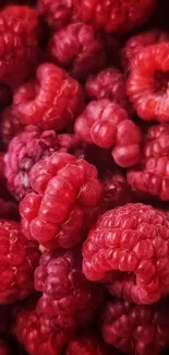 Close-up of vibrant red raspberries filling the entire screen.